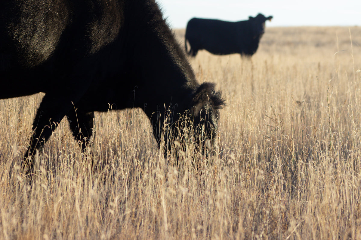 Grass-Fed vs. Grain-Finished Beef: What's the Difference?