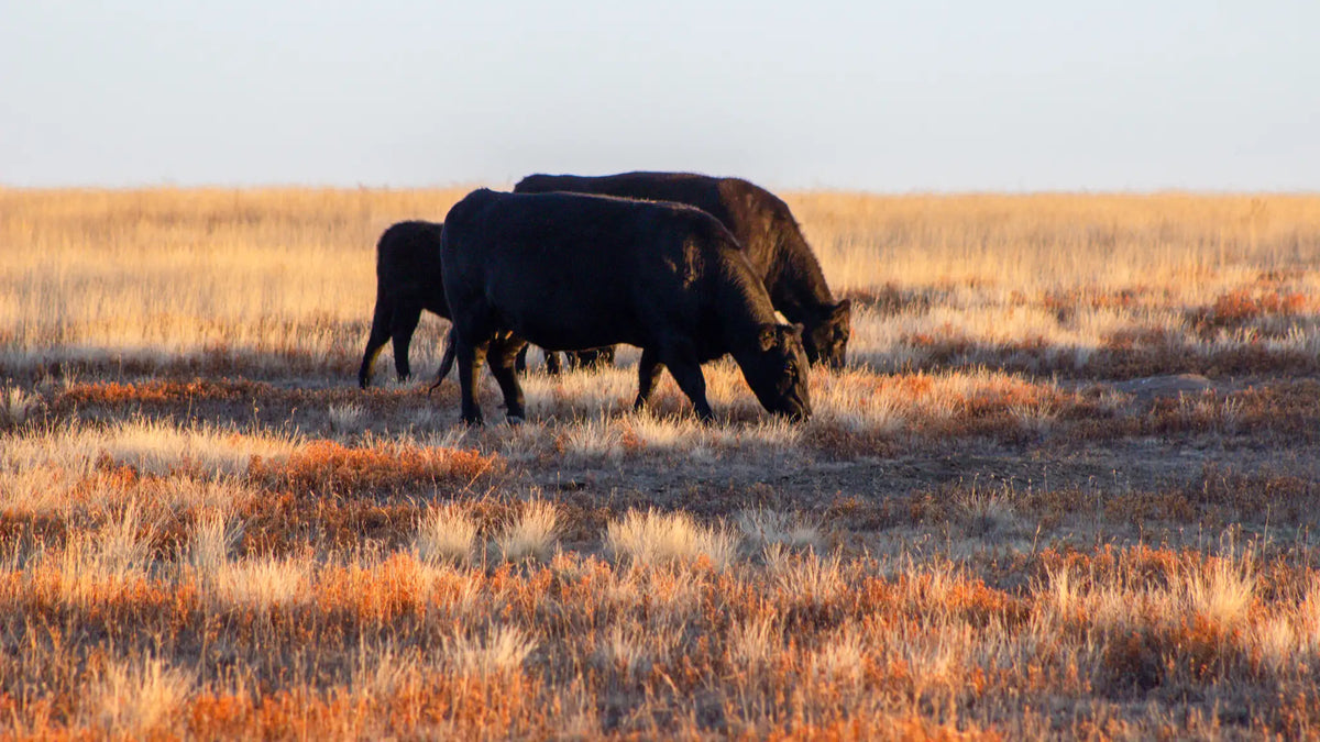 Cattle Grazing at Sunset